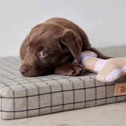 OYOY ZOO Ashi Dog Toy - Small