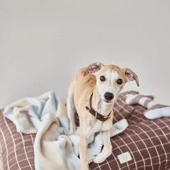 OYOY ZOO Kaya Dog Blanket - Large