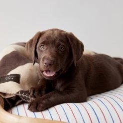 OYOY ZOO NOW IN STOCK Kaya Dog Blanket - Small