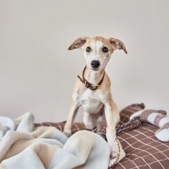 OYOY ZOO Kaya Dog Blanket - Small NOW IN STOCK