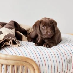 OYOY ZOO Otto Dog Bed - Small To Our Furry Friends