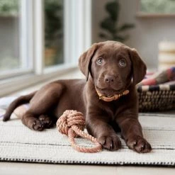 OYOY ZOO Otto Rope Dog Toy