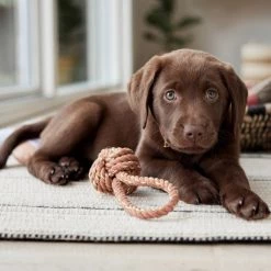 OYOY ZOO Otto Rope Dog Toy