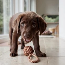 OYOY ZOO Otto Rope Dog Toy