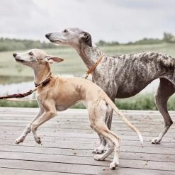 OYOY ZOO Robin Dog Collar - Extra Large To Our Furry Friends