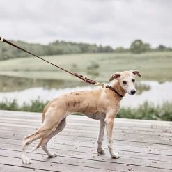 OYOY ZOO Robin Dog Collar - Extra Large To Our Furry Friends