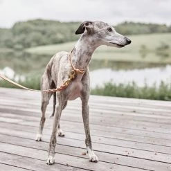 OYOY ZOO Robin Dog Collar - Medium