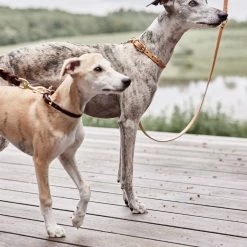 OYOY ZOO To Our Furry Friends Robin Dog Collar - Medium