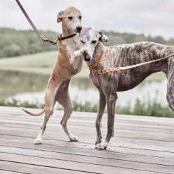 OYOY ZOO To Our Furry Friends Robin Dog Collar - Medium