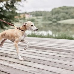 OYOY ZOO Robin Dog Collar - Small