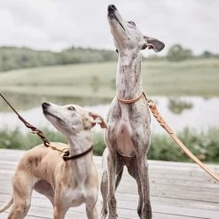 OYOY ZOO Robin Dog Collar - Small