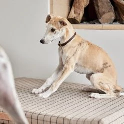 OYOY ZOO Robin Dog Collar - Small