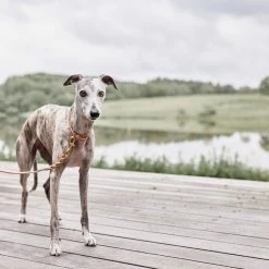 OYOY ZOO Robin Dog Collar - Small