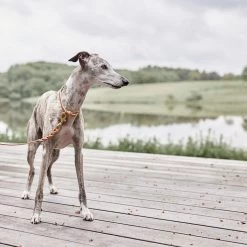 OYOY ZOO Robin Dog Collar - Small