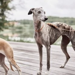 OYOY ZOO Robin Dog Collar - Small