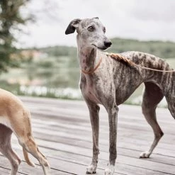 OYOY ZOO To Our Furry Friends Robin Dog Leash - M/L