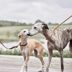 OYOY ZOO To Our Furry Friends Robin Dog Leash - M/L