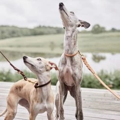 OYOY ZOO To Our Furry Friends Robin Dog Leash - M/L