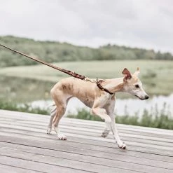 OYOY ZOO Robin Dog Leash - M/L