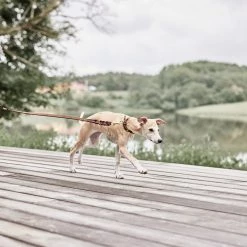 OYOY ZOO Robin Dog Leash - M/L